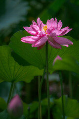 Obraz premium In the lotus pond with green leaves, beautiful lotus flowers are blooming in different postures.