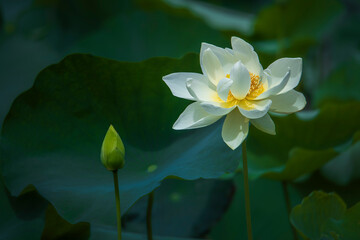 In the lotus pond with green leaves, beautiful lotus flowers are blooming in different postures.