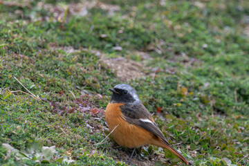 草むらに佇むジョウビタキの雄