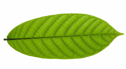 Green Leaf Close Up