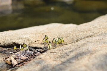 Group of Butterflies on Rock in Nature