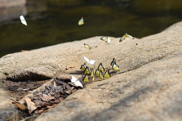 Group of Butterflies on Rock in Nature