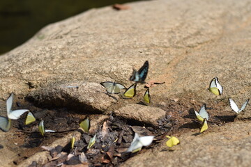 Group of Butterflies on Rock in Nature