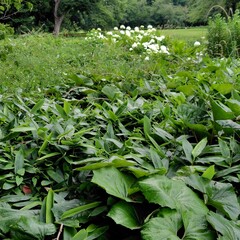 A close-up view of dense green foliage in a park, with white flowers blooming in the background. A...