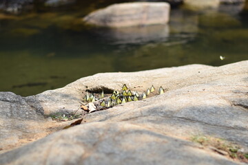 Group of Butterflies on Rock in Nature