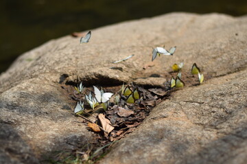 Group of Butterflies on Rock in Nature