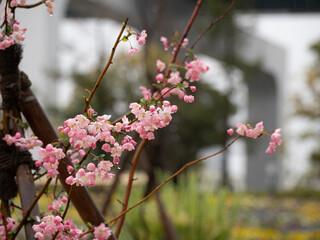 雨のハナカイドウ