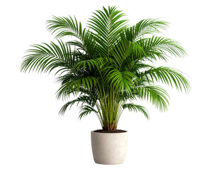 palm tree isolated on white