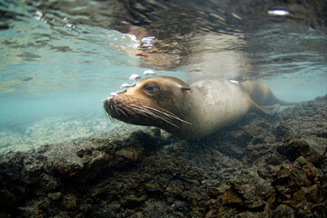 Close-up of a Playful Galapagos Sea Lion (Zalophus wollebaeki) Approaching and Blowing Bubbles through Its Nose. Tintoreras, Isabela Island, Galapagos