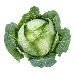 Obraz premium Fresh green head of organic cabbage isolated on a white background, perfect for a healthy salad