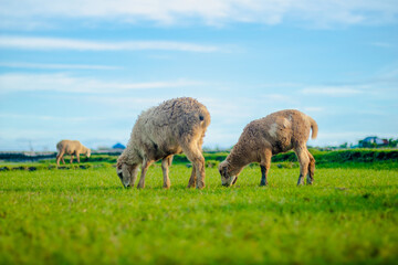 A flock of sheep in the grasslands of Feni, Bangladesh. They are eating grass.