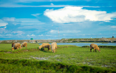 A flock of sheep in the grasslands of Feni, Bangladesh. They are eating grass—blue sky.