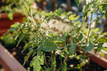 Potted tomato plants thriving in a sunlit balcony garden, surrounded by lush greenery and vibrant herbs, showcasing the beauty of urban gardening and sustainable living