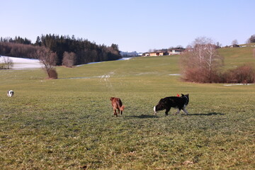 Two dogs are running in a field