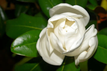 Beautiful white Magnolia tree flower