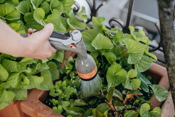 Hand holding a watering can, gently watering vibrant green plants in a terracotta pot, showcasing...