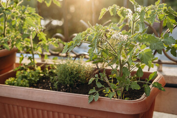 Potted tomato plants thriving in a sunlit balcony garden, surrounded by lush greenery and vibrant herbs, showcasing the beauty of urban gardening and sustainable living