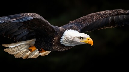 Fototapeta premium An eagle bearing the American flag soars freely, embodying the spirit of the North bald eagle, a revered symbol of America, and reflecting the patriotic icons of the United States of America,