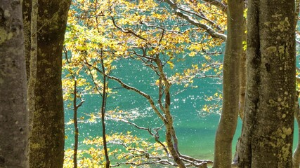 faggi in autunno e l'acqua cristallina del lago santo parmense 