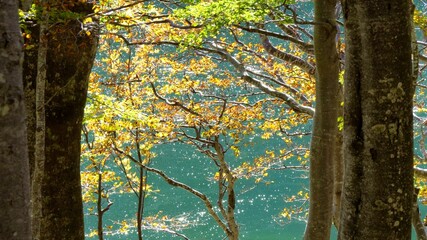 faggi in autunno e l'acqua cristallina del lago santo parmense 
