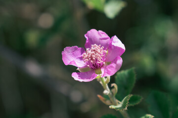 Fototapeta premium Pink single blackberry flower Rubus ulmifolius