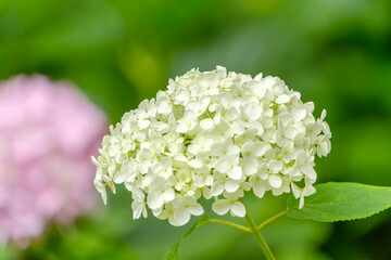 白いアナベルの紫陽花が咲く初夏の庭