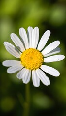 Obraz premium Close-up of a single white daisy with a yellow center, blooming outdoors in a green field