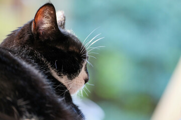 Close up portrait of a sleeping cat