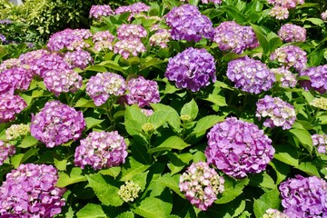 横浜, 四季の森公園付近の紫陽花
