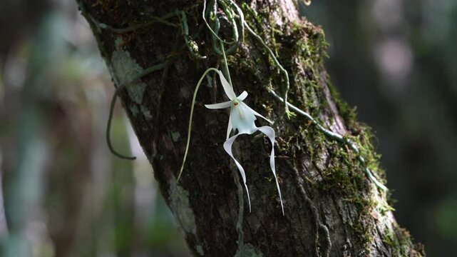 Ghost orchid with white, wispy petals hangs delicately from a moss-covered tree trunk
