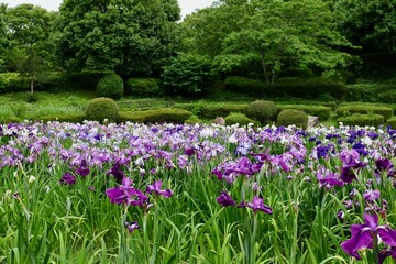 相模原公園の花菖蒲
