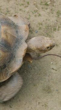 Multi-angle vertical footage of an elderly giant tortoise exploring a naturalistic zoo habitat