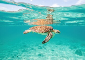 Obraz premium Sea turtle swimming gracefully in clear turquoise waters with coral reef below