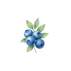 Blueberries Isolated on Transparent PNG Background - Watercolour Art