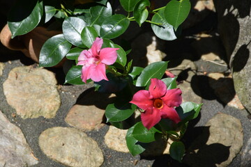 Blüten
