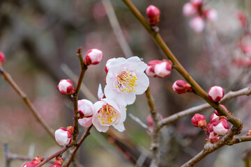 梅の花が咲く初春の枝先
