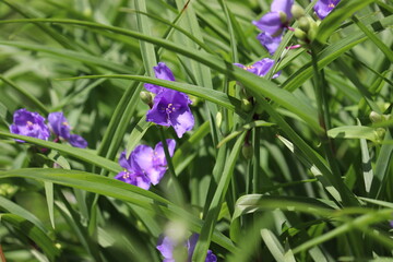 Blue flowers of Virginia spiderwort (Tradescantia virginiana) plant in summer garden