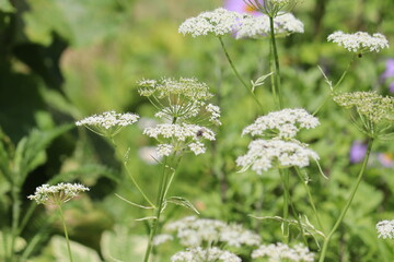 White flowers of ground elder (Aegopodium podagraria) close-up in summer garden