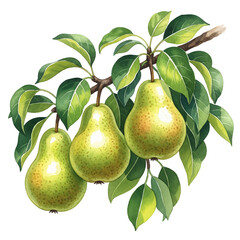 Pears Isolated on Transparent PNG Background - Watercolour Art