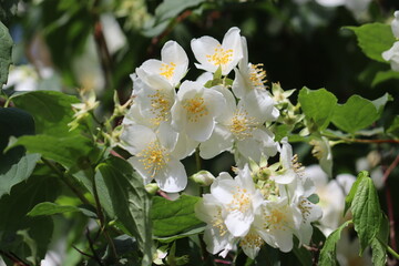 White flowers of English dogwood (Philadelphus coronarius) close-up in summer garden