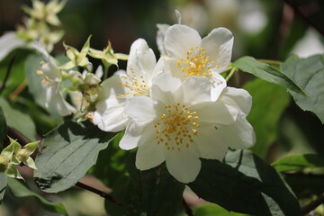 White flowers of English dogwood (Philadelphus coronarius) close-up in summer garden