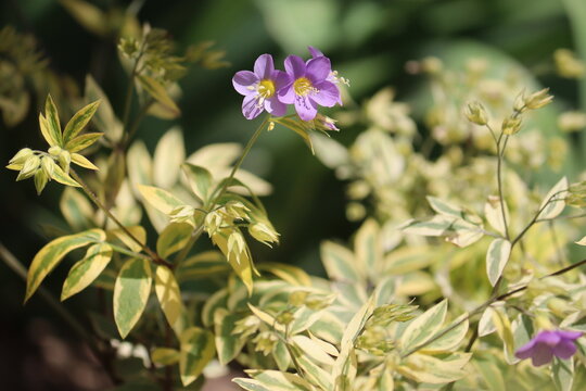 Creeping Jacob's ladder (Polemonium reptans) plant with variegated leaves in summer garden