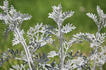 Gray foliage of Silver ragwort (Jacobaea maritima, syn. Senecio cineraria) in summer garden