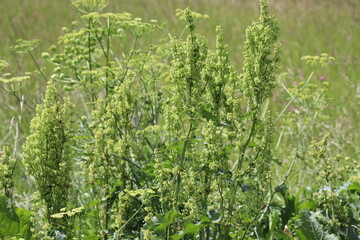 Green Russian Dock (Rumex confertus) in wild