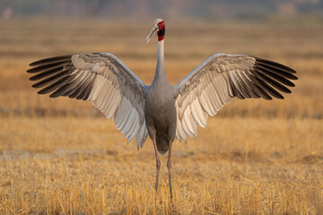 Sarun Crane near Agra, Uttar Pradesh, India