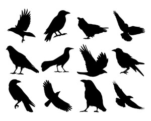 Obraz premium 12 gliding and soaring crow and raven silhouettes. Perfect for spooky scenes, gothic projects, or Halloween illustration packs.