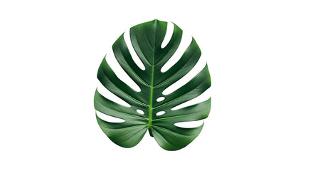 Swiss Cheese Plant Leaf Isolated On Black