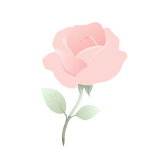 Rose vector line art and colorful  element download 