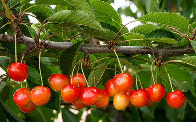 Fresh ripe sweet cherries on a branch with leaves symbolizing the summer harvest
