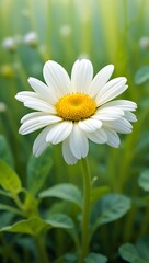 Fototapeta premium Single white daisy flower in a green field, close-up view, summer bloom